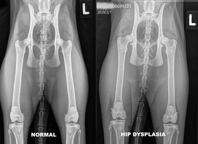 Hip dysplasia in cats is hereditary and more common in bigger individuals