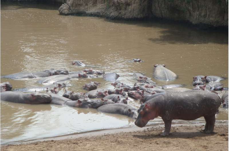 Hippos, the animal silicon pumps