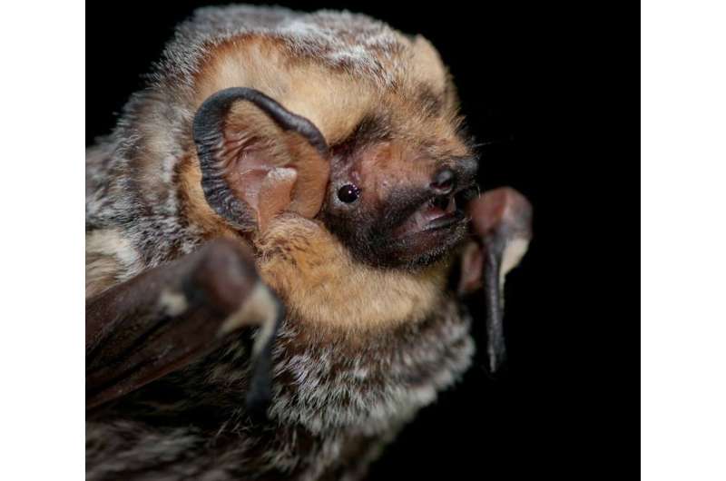 Hoary bat numbers declining at rate that suggests species in jeopardy in Pacific Northwest