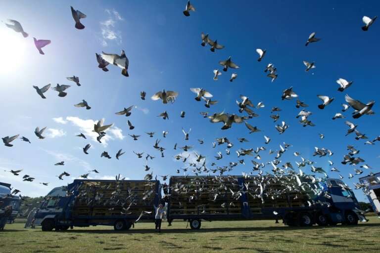 Homing pigeons are raced by releasing them sometimes hundreds of kilometres from home, with the first back home winning