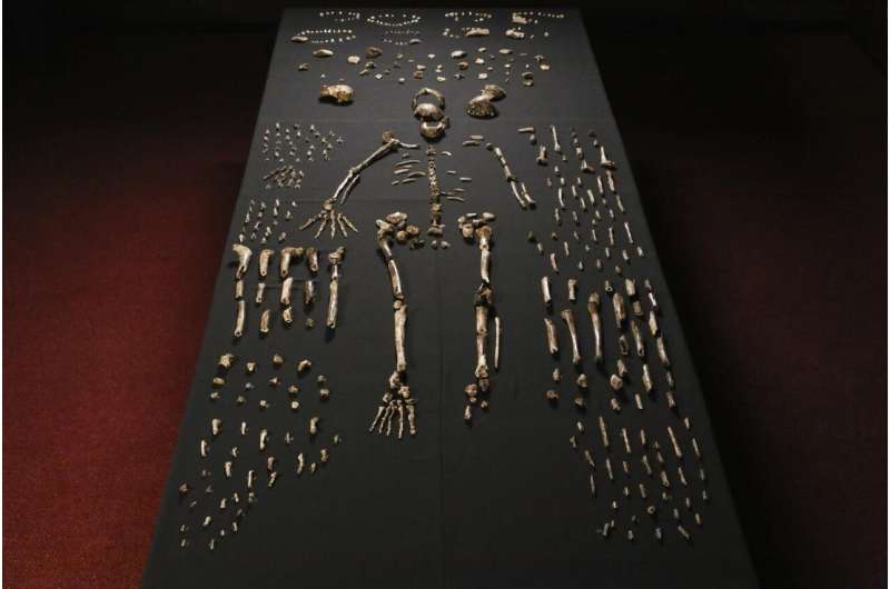 Homo naledi and Australopithecus sediba to be exhibited in Perot Museum