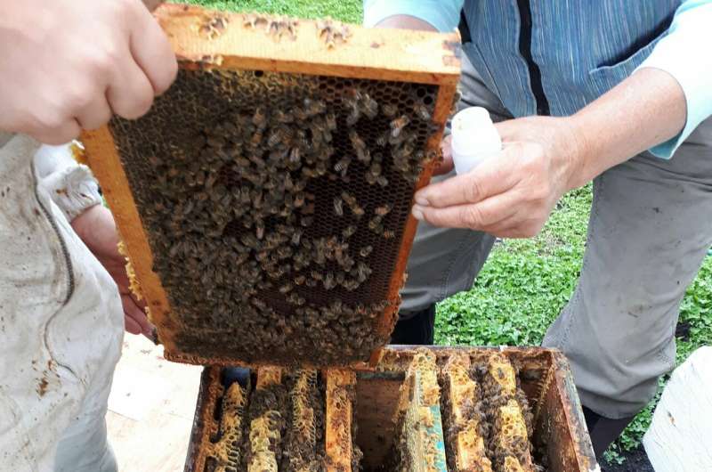 Honey bees can help monitor pollution in cities