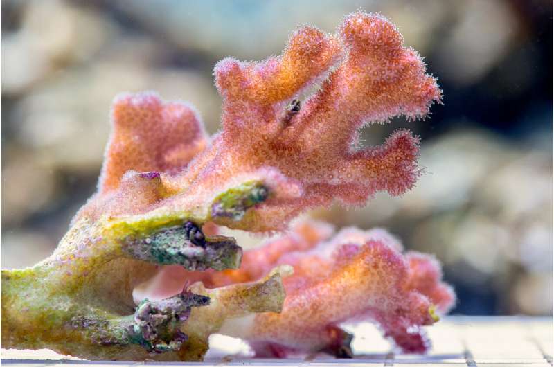 Hope for coral recovery may depend on good parenting