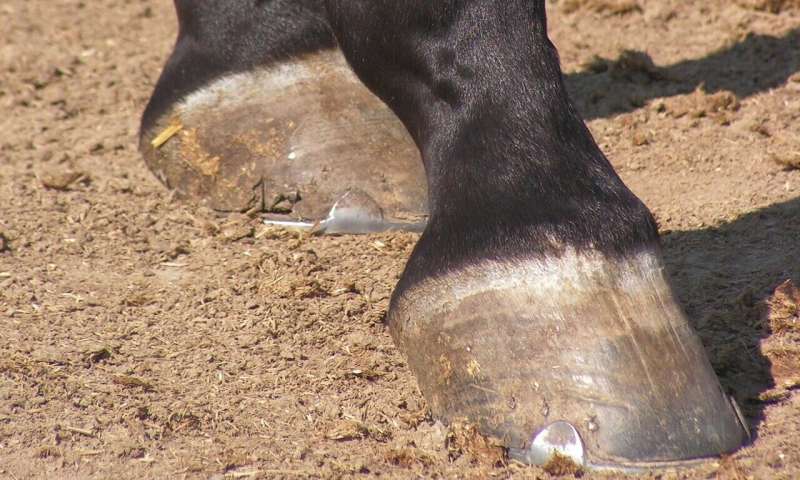 horse foot