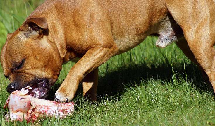 Households feeding their dogs and cats with raw food do not consider the diet a significant source of infections