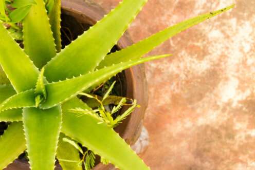Houseplants ability to survive drought can provide useful knowledge for the climate change era