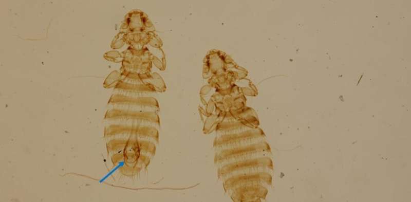 How ancient seafarers and their dogs helped a humble louse conquer the world
