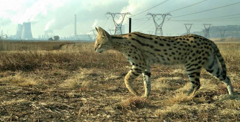 How a South African industrial site is providing a safe haven for wild cats
