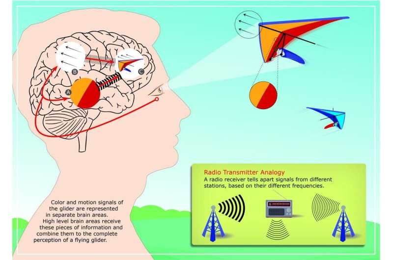How brain rhythms organize our visual perception