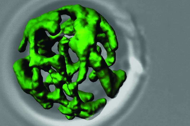 How cells protect themselves from mitochondrial defects