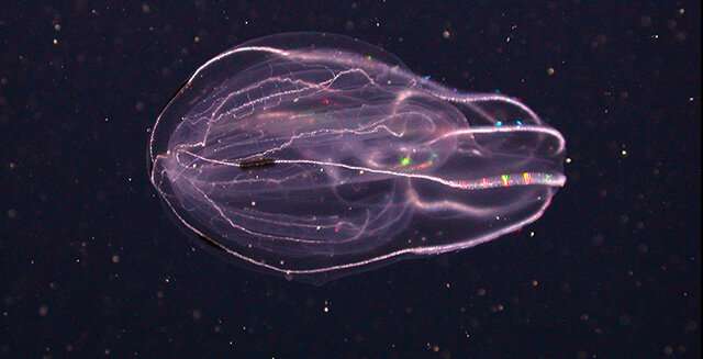 How comb jellies adapted to life in the deep sea