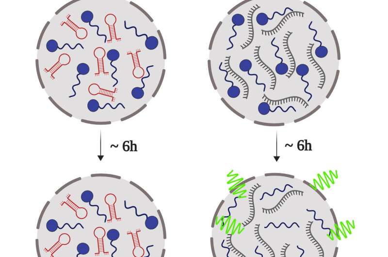 How does the prion protein clump? DNA-modulated liquid droplets may explain