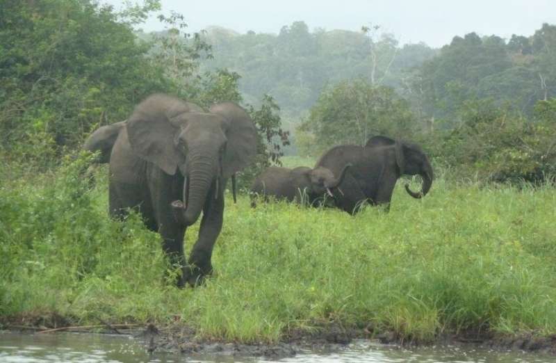 How elephant declines are affecting African forests