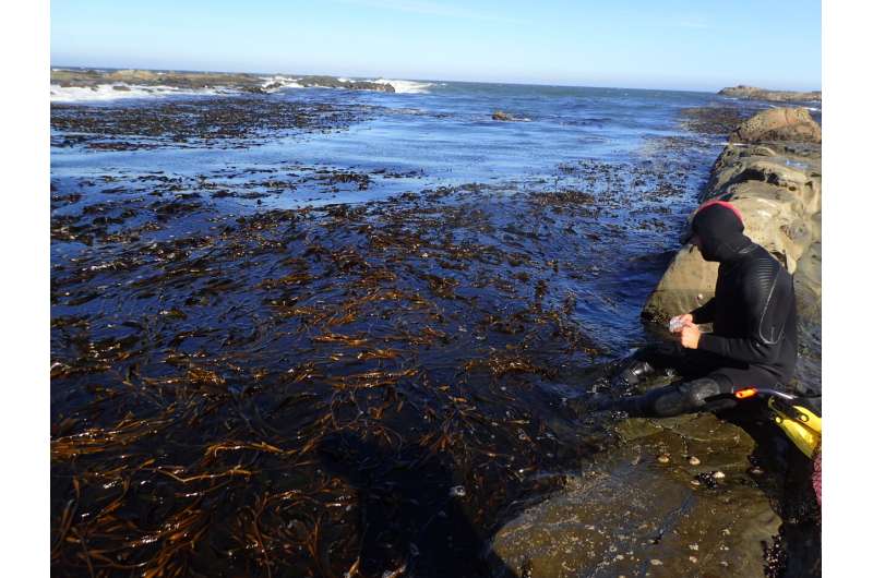 How giant kelp may respond to climate change
