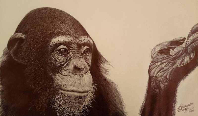 How human brain development diverged from great apes