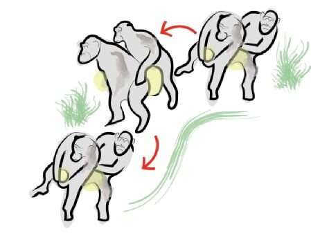 How humans learnt to dance; from the Chimpanzee Conga