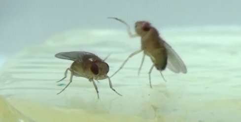 How interacting with females increases aggression in male fruit flies