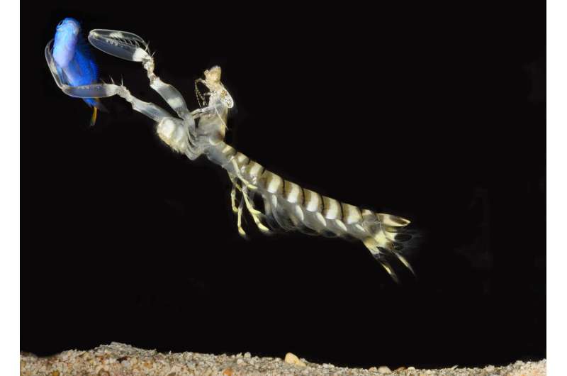 How mantis shrimp make sense of the world