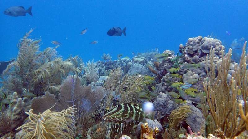 How microbes reflect the health of coral reefs