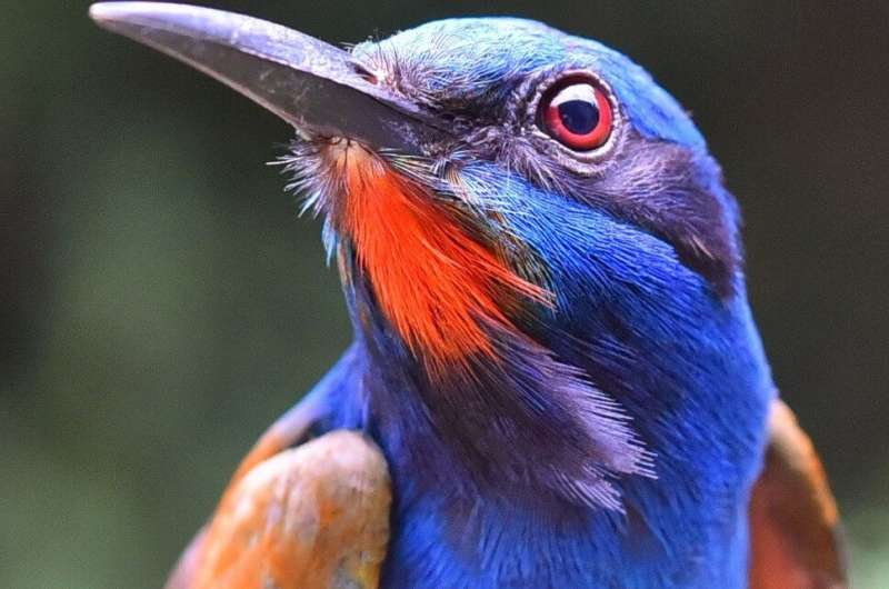 How much rainforest do birds need?