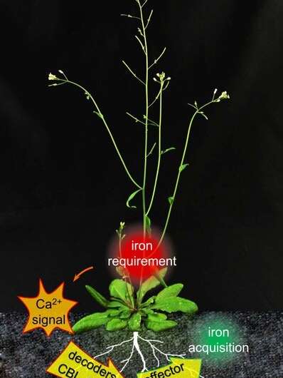 How plants cope with iron deficiency