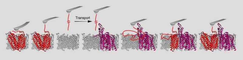 **How proteins become embedded in a cell membrane
