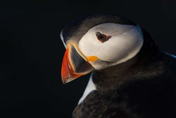 How puffins catch food outside the breeding season