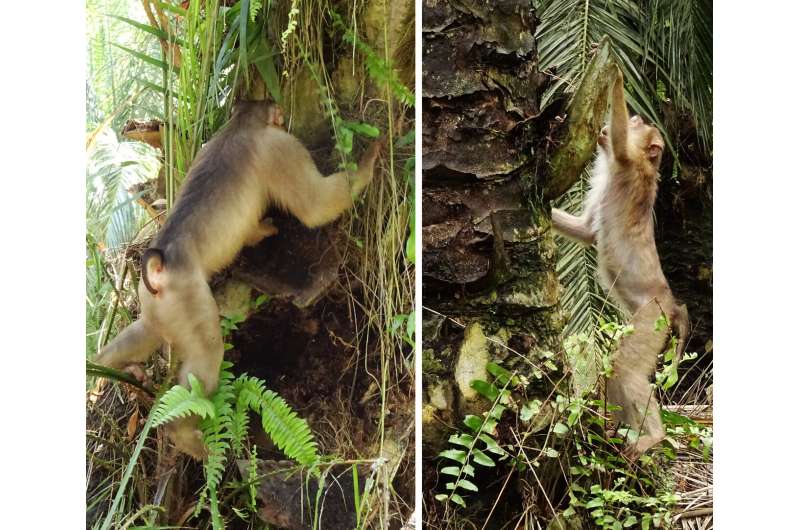 How rat-eating monkeys help keep palm oil plants alive