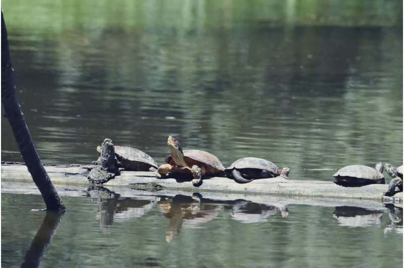 How red-eared invaders are hurting California's native turtles