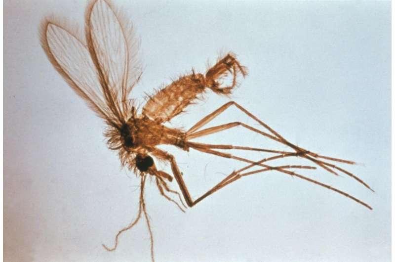 在250万英镑的项目中，沙蝇的交配习惯如何帮助解决热带疾病