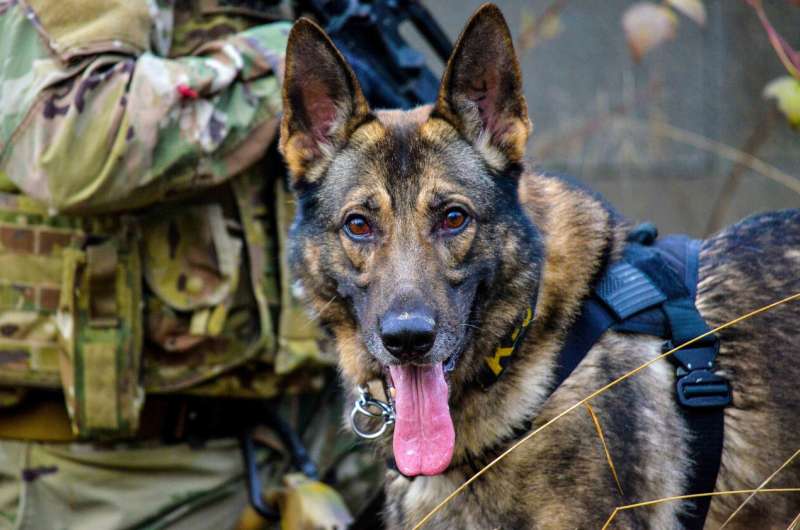 How sharp is that sniffer? Newly patented Army invention trains, tests working dogs