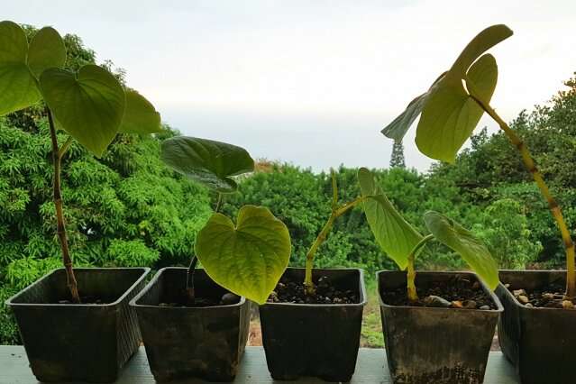 How the kava plant produces its pain-relieving and anti-anxiety molecules