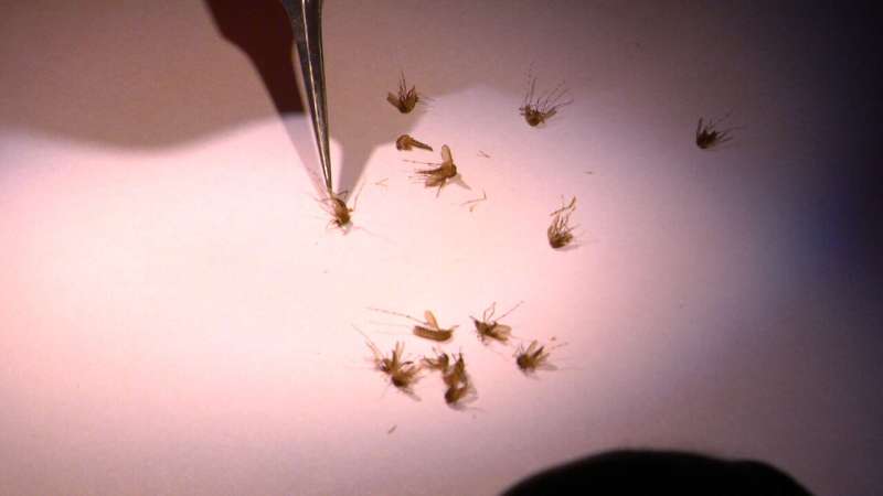 蚊子免疫系统如何与疟疾寄生虫作斗争