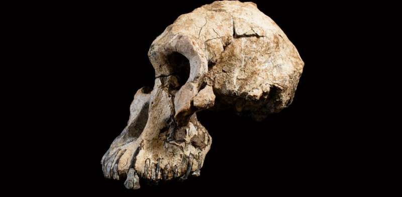 How the skull of humanity's oldest known ancestor is changing our understanding of evolution