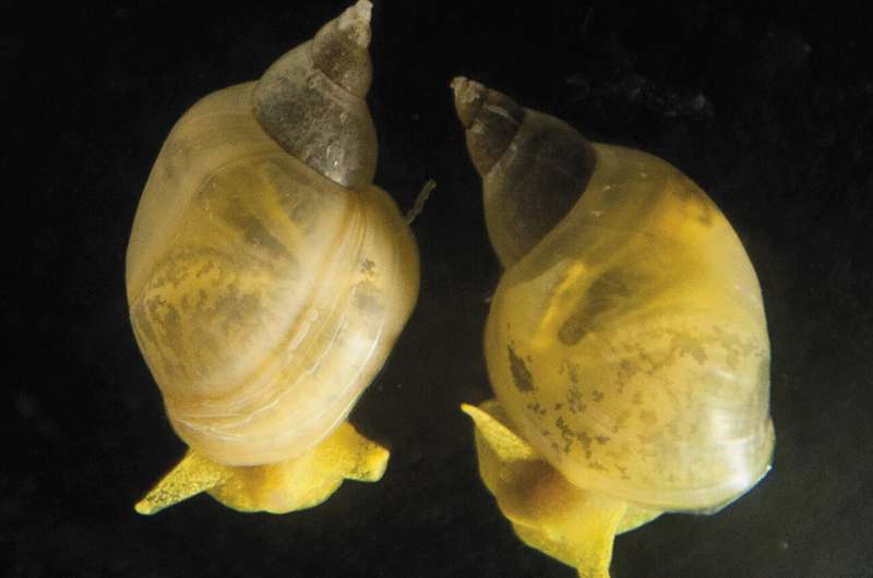How the snail's shell got its coil
