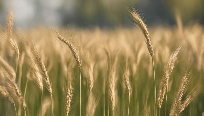 How to convert wheat straw waste into green chemicals