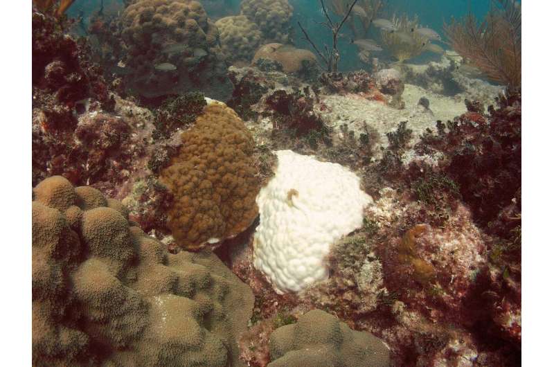 How to restore a coral reef
