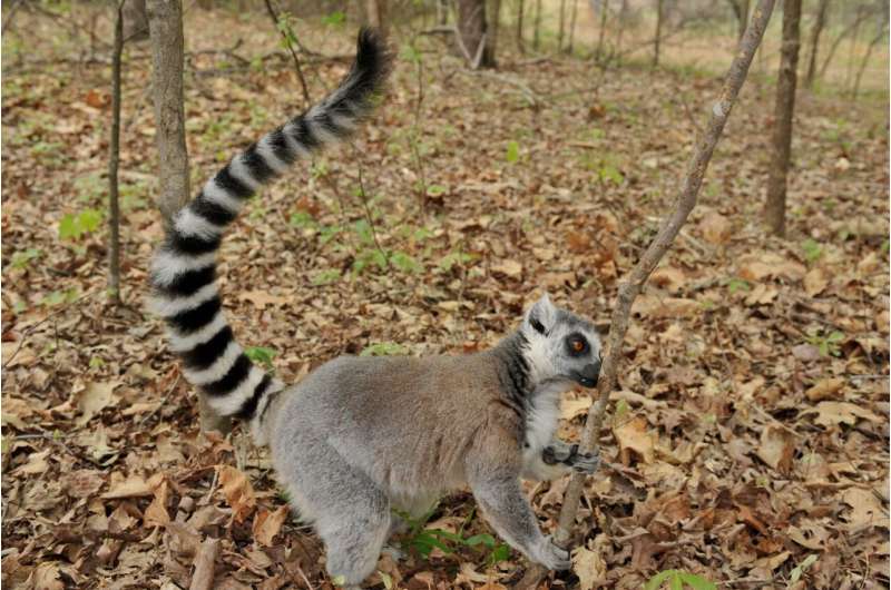 How to tell if you've found Mr. or Mrs. Right? For lemurs, it's in their B.O.