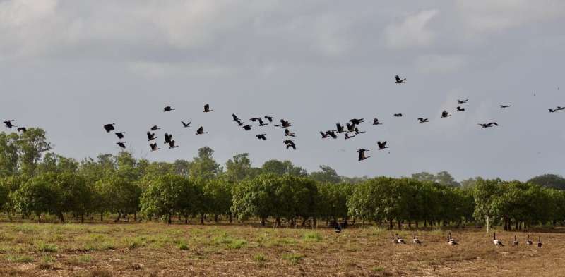 How weather radar can keep tabs on the elusive magpie goose