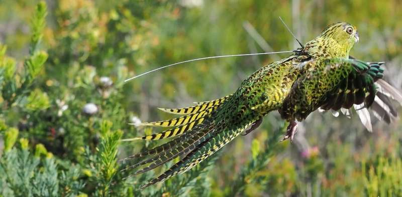 How we're helping the western ground parrot survive climate change
