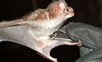 Human hazards hamper vampire bat venom research