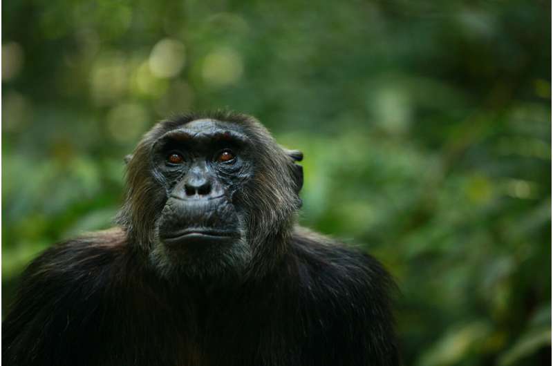 Human impacts erode behavioral diversity in chimpanzees
