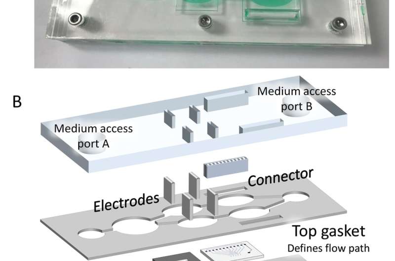Human-on-a-chip model tests cancer drug efficacy and toxicity for therapeutic index