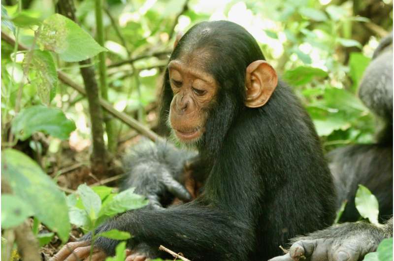 Human respiratory viruses continue to spread in wild chimpanzees