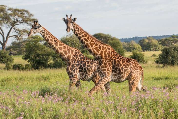 Human settlements and rainfall affect giraffe home ranges