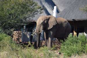 Humans ‘must be better neighbours’ to save elephants
