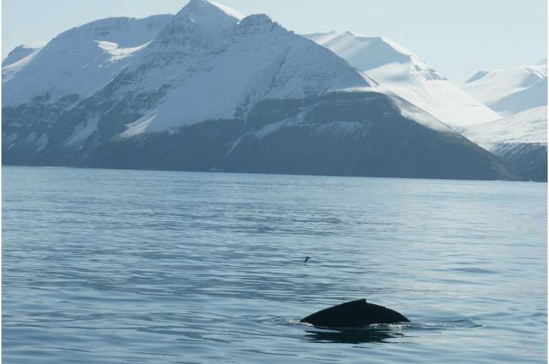 Humpback whales' songs at subarctic feeding areas are complex, progressive