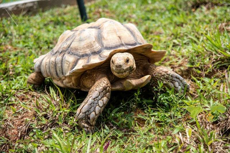Hundreds of turtles and tortoises, including rare and endangered species, face an uncertain future after their Singapore sanctua