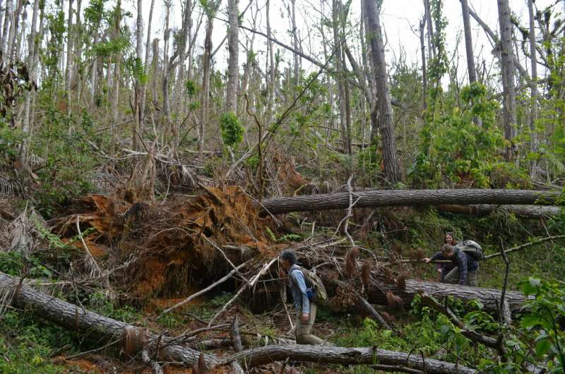 Hurricane Maria study warns: Future climate-driven storms may raze many tropical forests