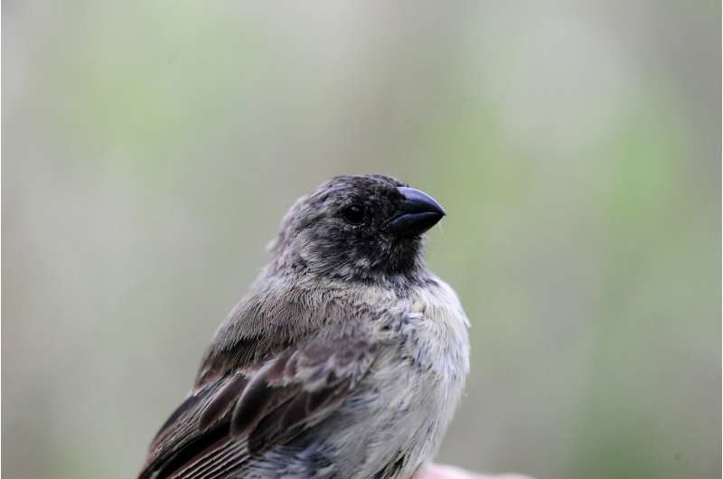 Hybrid species could hold secret to protect Darwin's finches against invasive parasite